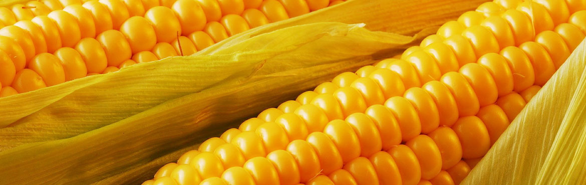 長康綠態(tài)壓榨玉米胚芽油 長康綠態(tài)壓榨玉米胚芽油