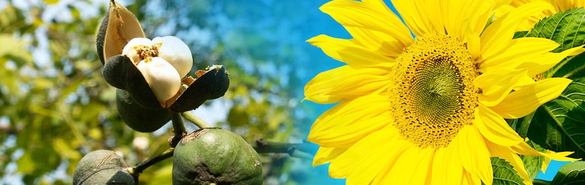 茶籽葵花仁香食用植物調和油 茶籽葵花仁香食用植物調和油